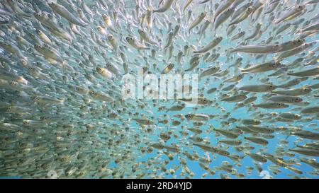 Grand banc de petits poissons brillamment Hardyhead Silverside nageant sur la caméra dans l'eau bleue sur une journée ensoleillée dans Sunburst, Mer Rouge, Egypte Banque D'Images