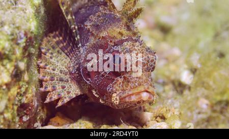 Portrait de poisson-lion zèbre, poisson-lion nain de la mer Rouge (Dendrochirus hemprichi) ou poisson-fou zèbre (Dendrochirus Zebra) se trouve sur un fond sablonneux et rocheux à Banque D'Images