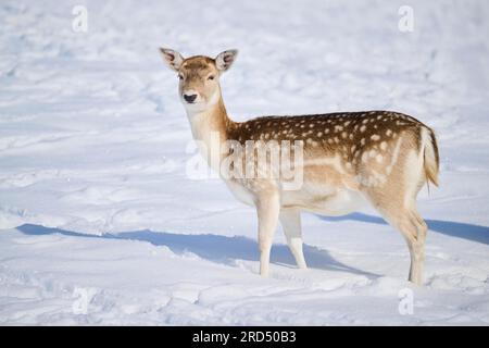 Daim européen (Dama Dama) biche sur une prairie enneigée dans les montagnes du tyrol, Kitzbuehel, Wildpark Aurach, Autriche Banque D'Images