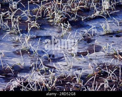 Glace sur un champ, flaques gelées, fleurs de glace Banque D'Images