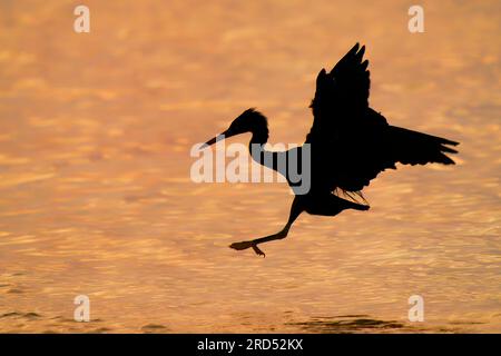 Pacific Reef-egret - Egretta sacra connu sous le nom de Héron de récif oriental ou Egret de récif oriental, oiseau d'eau trouvé dans tout le sud de l'Asie et de l'Océanie, sombre Banque D'Images