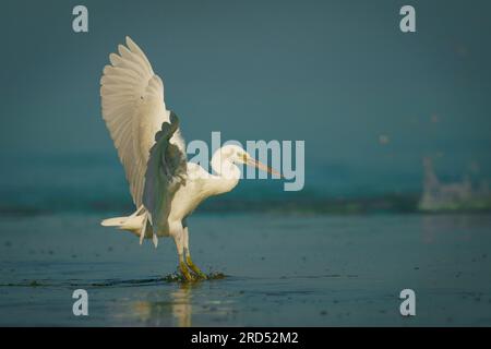 Pacific Reef-egret - Egretta sacra connu sous le nom de Héron de récif oriental ou Egret de récif oriental, oiseau d'eau trouvé dans tout le sud de l'Asie et de l'Océanie, sombre Banque D'Images