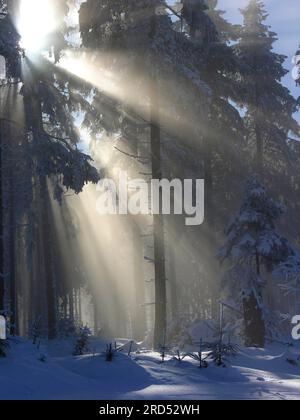 Soleil d'hiver dans la forêt de nuages Banque D'Images