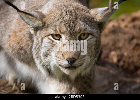 Un lynx erre dans son enclos forestier dans le zoo, Tierpark, Weilburg, Hesse, Allemagne Banque D'Images