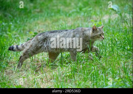 Chat sauvage européen (Felis silvestris) marchant sur son territoire, captif, Allemagne Banque D'Images