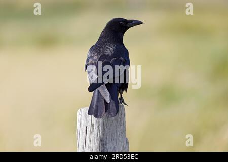 Corbeau (Corvus corone) assis sur un poteau de clôture, Schleswig-Holstein, Allemagne Banque D'Images