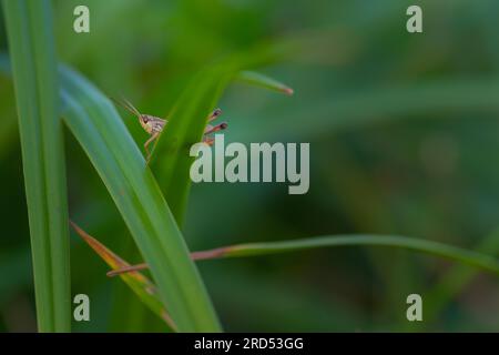 Gros plan, criquet pèlerin (Calliptamus italicus), assis sur un brin d'herbe, neustadt am Ruebenberge, Allemagne Banque D'Images