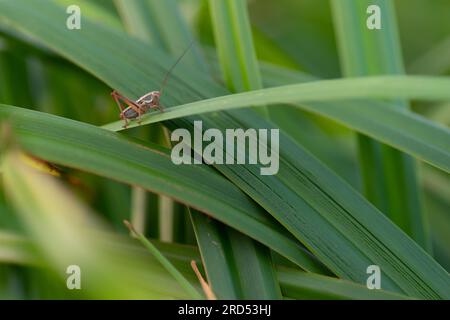 Gros plan, roesel's Bush-cricket (Roeseliana roeselii), mâle, assis sur un brin d'herbe, Neustadt am Ruebenberge, Allemagne Banque D'Images