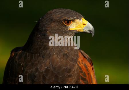 Hawk de Harris (parabuteo unicinctus), Hawk du désert Banque D'Images