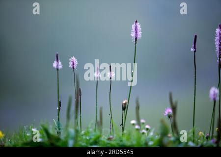 Prairie alpine avec ribwort et kr Banque D'Images