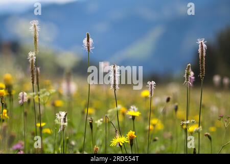 Prairie alpine avec ribwort et kr Banque D'Images