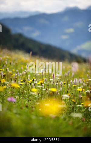 Prairie alpine avec ribwort et kr Banque D'Images