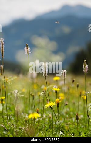 Prairie alpine avec ribwort et kr Banque D'Images