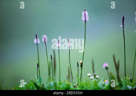 Prairie alpine avec ribwort et kr Banque D'Images