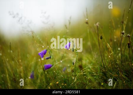 Prairie alpine avec gentiane et cr Banque D'Images