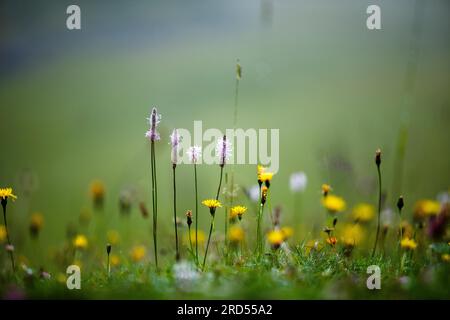 Prairie alpine avec ribwort et kr Banque D'Images