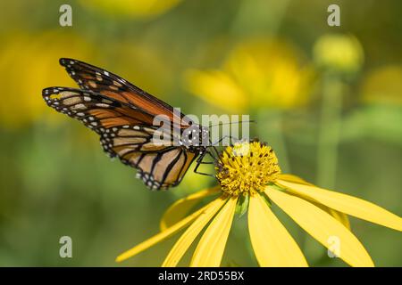 Gros plan d'un papillon monarque (Danaus plexippus) sirotant du nectar de tournesol sauvage jaune, Pennsylvanie Banque D'Images