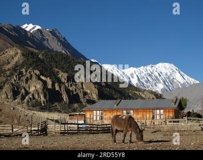 Broutage Mule à Manang, pic Tilicho Banque D'Images