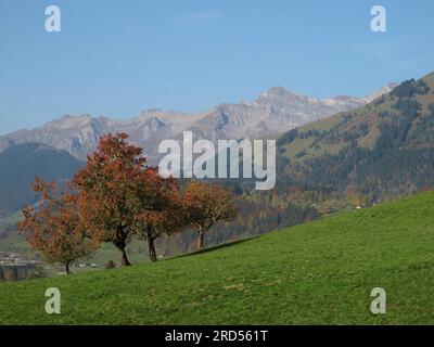 Cerisiers à l'automne, montagnes Banque D'Images