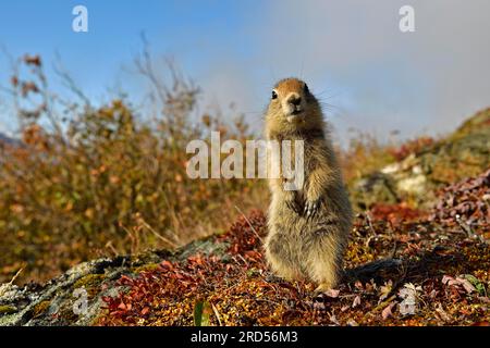 Écureuil des terres arctiques (Spermophilus parryii), debout sur le sol de la toundra de couleur automnale, Alaska, États-Unis Banque D'Images