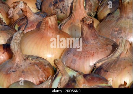 Gros plan d'oignons biologiques frais séchés à la lumière du soleil Banque D'Images