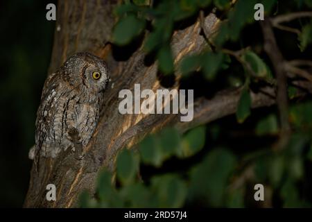 Le hibou est dans l'arbre la nuit, regardant autour. Banque D'Images