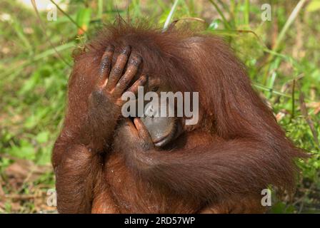 Orang-outan bornéen, femelle, Kalimantan, Bornéo (Pongo pygmaeus pygmaeus), Indonésie Banque D'Images