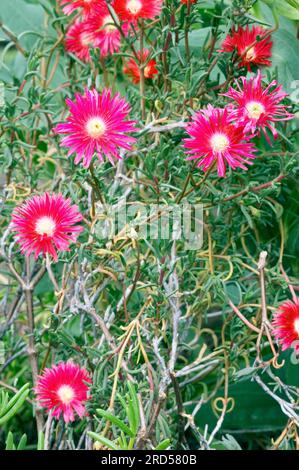 Plante de glace (lampranthus roseus), fleur de glace, famille des plantes de glace (Aizoaceae), famille des mauvaises herbes de glace Banque D'Images