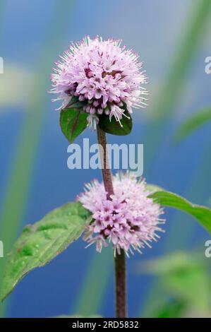 Menthe poivrée (Mentha aquatica), Rhénanie du Nord-Westphalie, Allemagne Banque D'Images