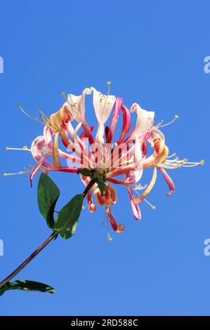 Chèvrefeuille italienne, Rhénanie du Nord-Westphalie, Allemagne, chèvrefeuille Perfolié (Lonicera caprifolium) Banque D'Images