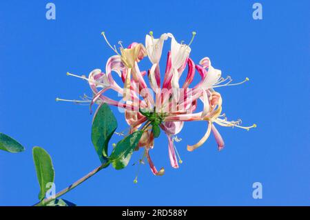 Chèvrefeuille italienne (Lonicera caprifolium), Rhénanie du Nord-Westphalie, véritable chèvrefeuille, chèvrefeuille de jardin, Allemagne Banque D'Images