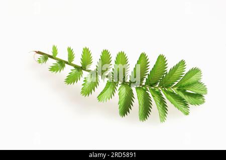 Silverweed (Potentilla anserina) Banque D'Images