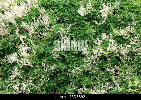 russo-vigne russe (Fallopia aubertii) (Polygonum aubertii), vigne molletonnée chinoise, vigne à pointe argentée, vigne à mille-a-minute (Fallopia baldschuanica) Banque D'Images