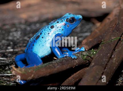 Grenouille à flèche poison bleue (Dendrobates azureus), grenouille à flèche poison bleue Banque D'Images