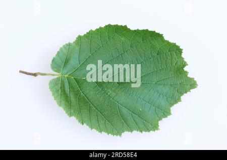 Noisette commune (Corylus avellana), feuille Banque D'Images