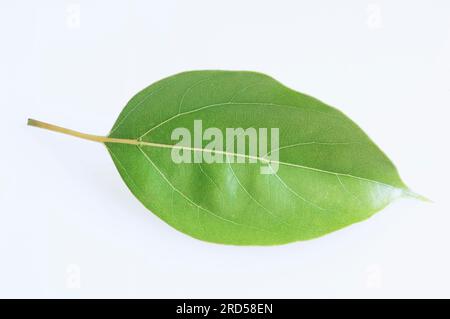Camphre arbre, feuille, Laurier de camphre (Cinnamomum camphora), Lauraceae Banque D'Images