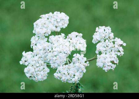 Arrow commun (Achillea millefolium), Rhénanie du Nord-Westphalie, Allemagne Banque D'Images