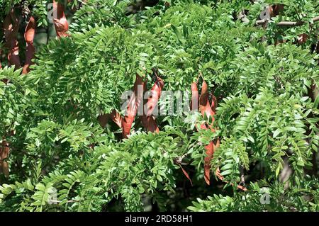 Criquet pèlerin (Gleditsia triacanthos), gousse en cuir, fausse épine du Christ, famille des caroubes, Caesalpiniaceae Banque D'Images