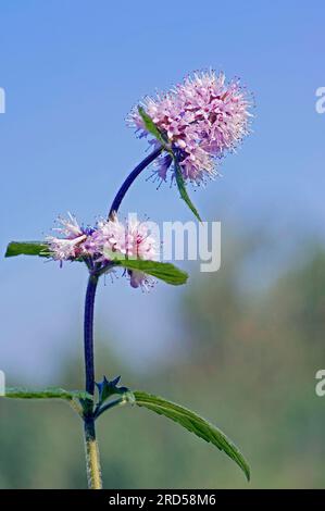 Menthe poivrée (Mentha aquatica), Rhénanie du Nord-Westphalie, Allemagne Banque D'Images