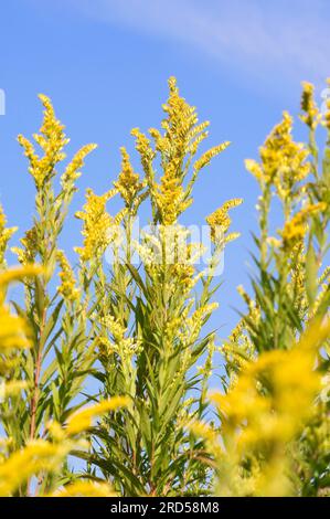 Verge d'or géante (Solidago gigantea), Rhénanie du Nord-Westphalie, grande verge d'or, Allemagne Banque D'Images