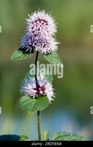 Menthe poivrée (Mentha aquatica), Rhénanie du Nord-Westphalie, Allemagne Banque D'Images