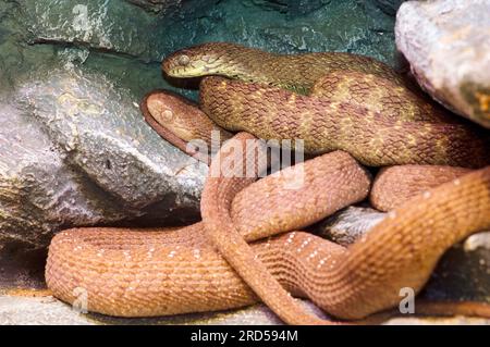 Serpent mangeur d'oeufs d'Afrique centrale, Dasypeltis fasciata, serpent mangeur d'oeufs Banque D'Images