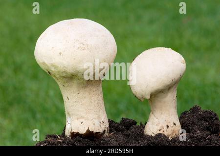 Boulettes en forme de pilon, Rhénanie du Nord-Westphalie, Allemagne (Calvatia excipuliformis), boulette de pilon Banque D'Images