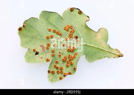 Galles de la guêpe à boutons de soie sur feuille de chêne, Rhénanie du Nord-Westphalie (Neuroterus numismalis), gall à boutons de soie, gall de monnaie, Allemagne Banque D'Images