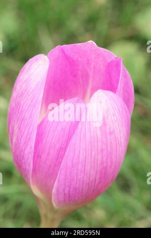 Prairie de Safran, Rhénanie du Nord-Westphalie, Allemagne (Colchium autumnale) Banque D'Images