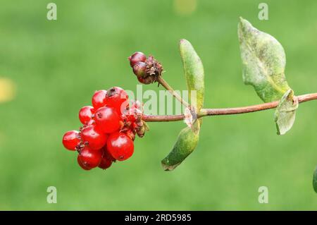 Chèvrefeuille italienne, baies, Rhénanie du Nord-Westphalie, Allemagne, chèvrefeuille Perfolié (Lonicera caprifolium) Banque D'Images