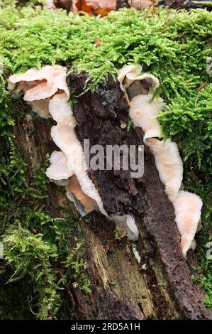 Champignon blanc, pays-Bas, Jelly Rot (Phlebia tremellosa) Banque D'Images