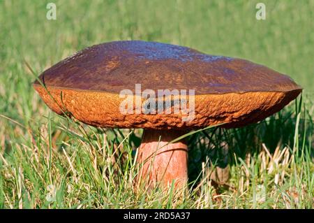 Champignon de la tige tachetée, bolète de la tige tachetée (Boletus erythropus), champignon, pays-Bas Banque D'Images