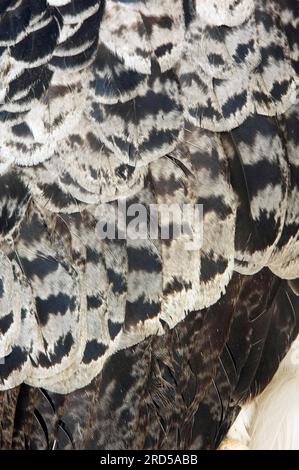 Aigle harpie américain (Harpia harpyja), détail du plumage, aigle harpie Banque D'Images