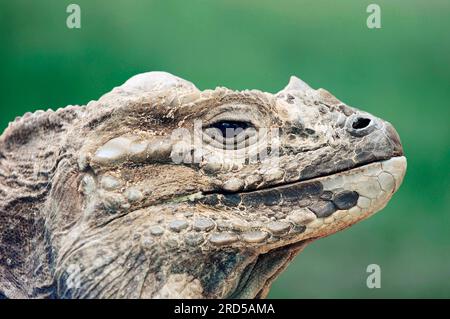 Rhinocéros iguane (Cyclura cornuta), latéral, profil Banque D'Images